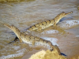 Gharial hatchlings, Gavialis gangeticus. Fish-eating crocodile. Critically Endangered. Chambal region, India
