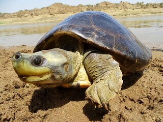 The red-crowned roofed turtle or Bengal roof turtle, Batagur kachuga is a species of freshwater turtle endemic to South Asia.Critically Endangered. Chambal region, India