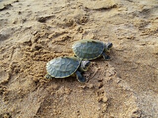 The red-crowned roofed turtle or Bengal roof turtle hatchling, Batagur kachuga is a species of freshwater turtle endemic to South Asia.Critically Endangered. Chambal region, India