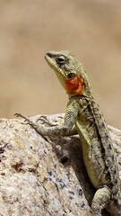 Himalayan agama, Paralaudakia himalayana (Steindachner, 1867). Agamid lizard found in Central Asia and South Asia.¬† Ladakh, India