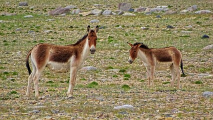 Kiang, Equus kiang, Ladakh, India. The kiang is the largest of the wild asses