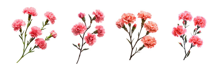 set of twigs of pink carnation flowers isolated on transparent