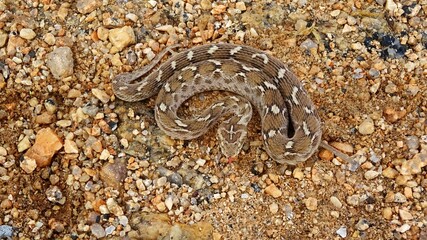 Saw-scaled viper, Echis carinatus, Rajasthan, India. Found in Middle East and Central Asia, and especially the Indian subcontinent. VENOMOUS