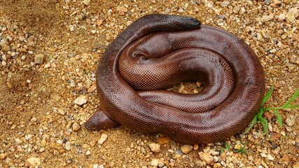Red Sand Boa, Eryx johnii, Rajasthan, India. Endemic to Iran, Pakistan, and India. NON-VENOMOUS