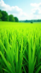 Fototapeta premium A field of fresh green grass swaying in the wind, OutdoorActivities, Greenery