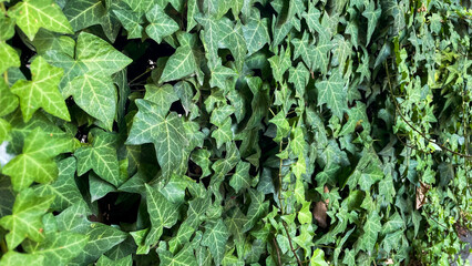 Green ivy leaves covering a surface, natural outdoor texture, suitable for eco-friendly concepts, gardening businesses, environmental campaigns, and sustainability-focused design projects.
