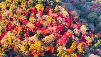 Beautiful Kyoto autumn leaves