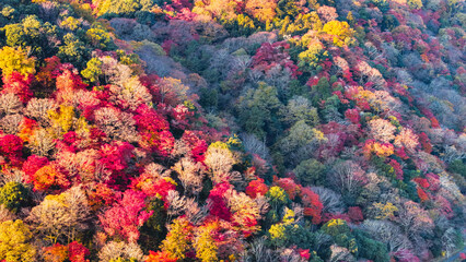 Beautiful Kyoto autumn leaves