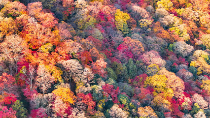 Beautiful Kyoto autumn leaves