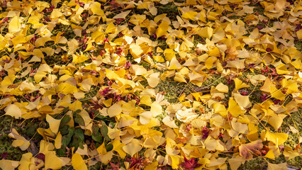 Beautiful Kyoto autumn leaves
