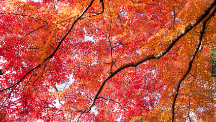 Beautiful Kyoto autumn leaves