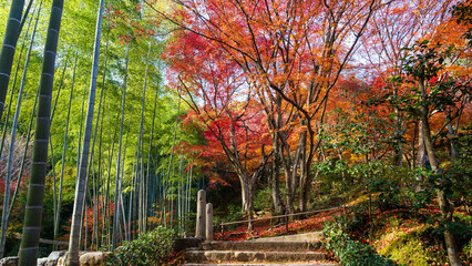 Beautiful Kyoto autumn leaves