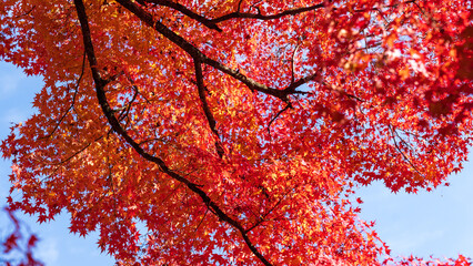 Beautiful Kyoto autumn leaves