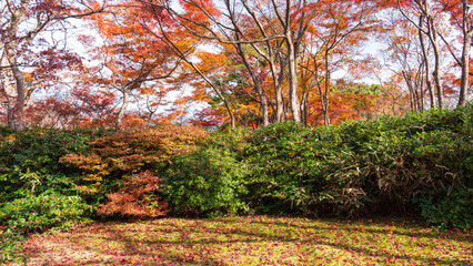 Beautiful Kyoto autumn leaves