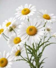 Fototapeta premium Simple white background with isolated camomile blooms, isolated, elegant