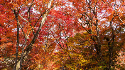 Beautiful Kyoto autumn leaves