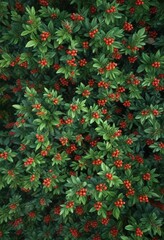 Fototapeta premium Overhead view of a lush green bush with ripe wolfberries, landscape, nature