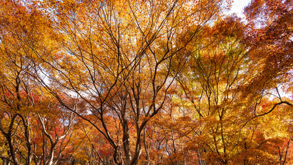 Beautiful Kyoto autumn leaves