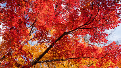 Beautiful Kyoto autumn leaves