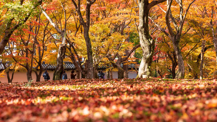 Beautiful Kyoto autumn leaves