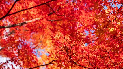 Beautiful Kyoto autumn leaves