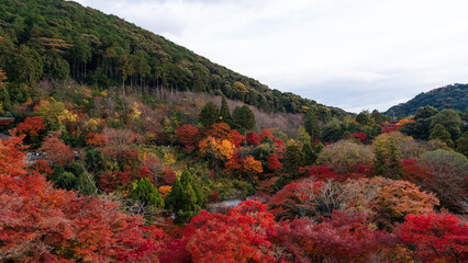 Beautiful Kyoto autumn red leaves