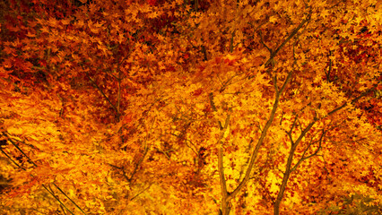 Beautiful Kyoto autumn red leaves