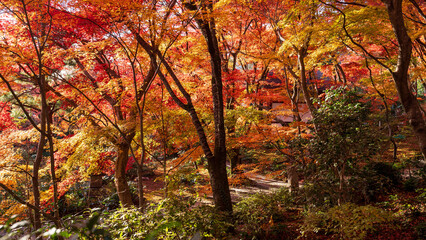 Beautiful Kyoto autumn red leaves