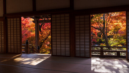 Fototapeta premium Beautiful Kyoto autumn red leaves