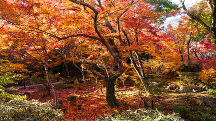 Beautiful Kyoto autumn red leaves