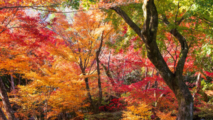 Beautiful Kyoto autumn red leaves