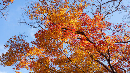 Beautiful Kyoto autumn red leaves