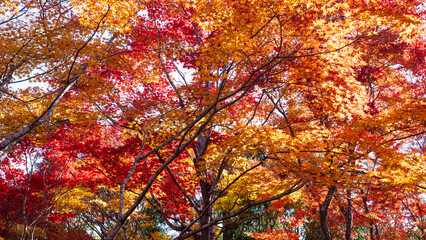 Beautiful Kyoto autumn red leaves