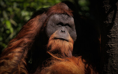 close up of orangutan hiding in shade © Jepretan