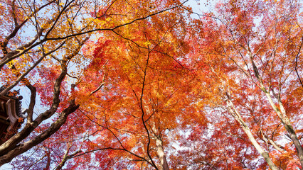Beautiful Kyoto autumn red leaves
