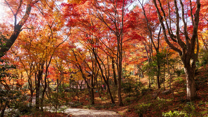 Beautiful Kyoto autumn red leaves