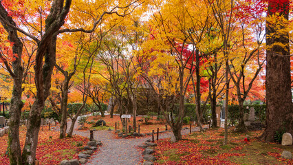 Beautiful Kyoto autumn red leaves