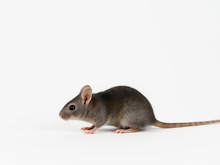 Gentle Gaze of a Tiny Mouse۔ Young Mouse. Mouse on white background 