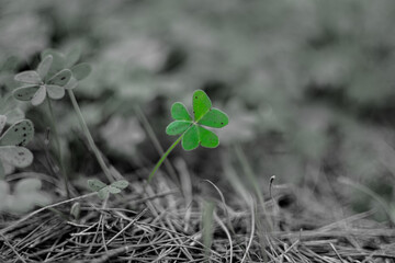 A clover in the nature. Selective green color of the clover in a black and white photo.
