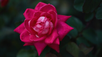 Bright red rose in full bloom with soft, velvety petals and a contrasting dark green backdrop.