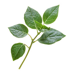 Obraz premium Healthy Green Foliage isolated on transparent background.