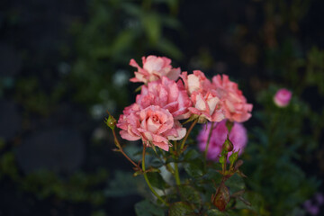 Pink roses with dew drops on petals in a garden setting surrounded by green foliage.