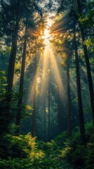 Obraz premium Sunbeams Illuminating Mystical Forest