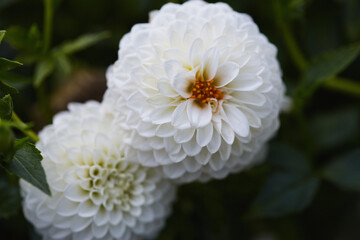 Detailed close-up of white pompon dahlias with textured petals and vibrant orange centers.