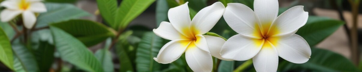 Obraz premium A single white plumeria flower blooming on a small green leaf in a sunny garden, blossom, bloom