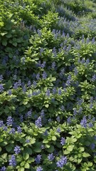 Obraz premium A carpet of bugleweed with blue flowers and green leaves adds texture to the garden, green carpet, flowering carpet, foliage carpet