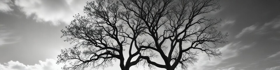 A black and white photograph of a tree against a bright blue sky, tree, grayscale
