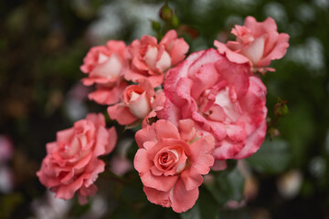 Obraz premium Cluster of pink roses in full bloom with delicate petals