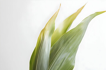 Green Plant Leaves Illustration