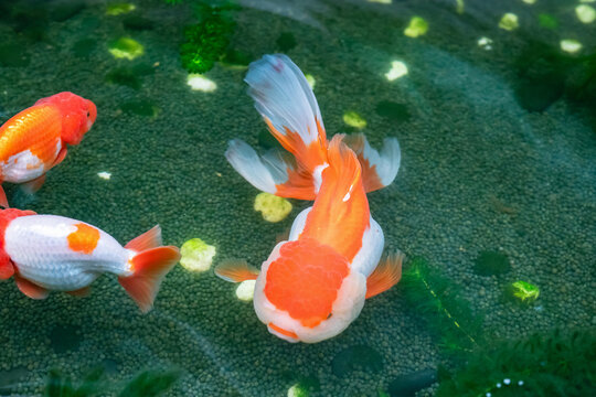 Goldfish in aquarium fish pond close up